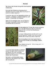 Ananas-1-2.pdf